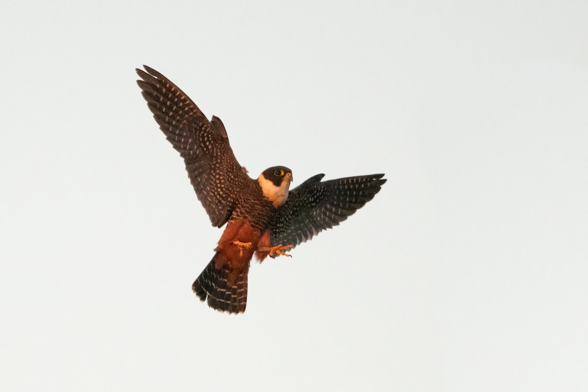 Bat Falcon - ML408417671