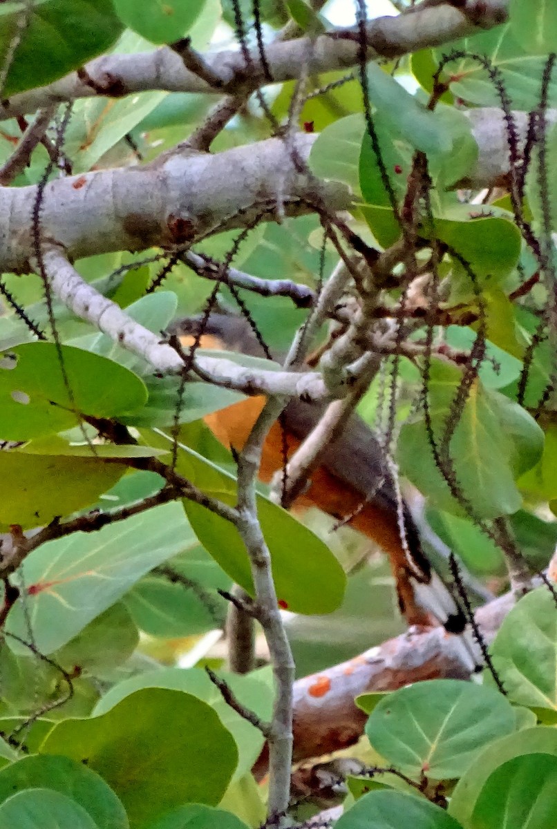Mangrove Cuckoo - ML40841991