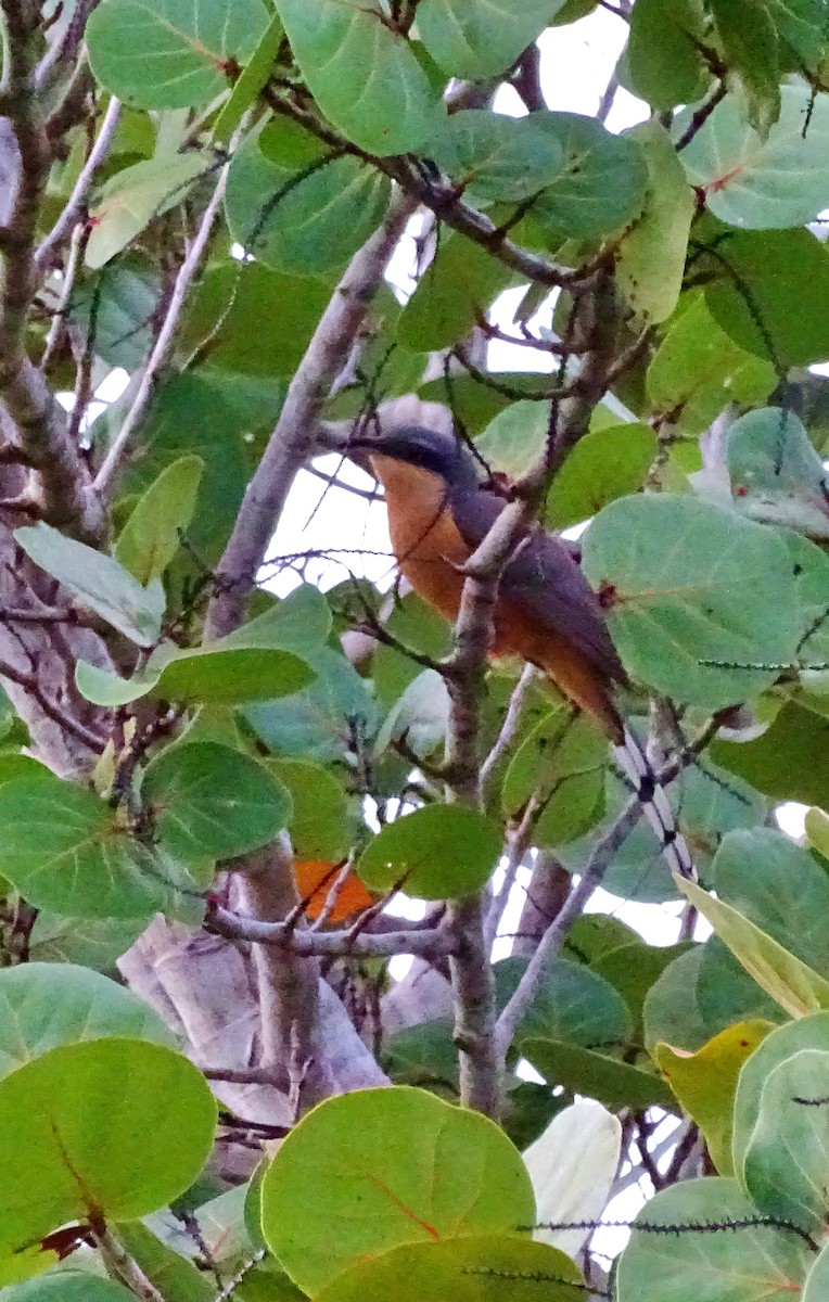 Mangrove Cuckoo - ML40842001