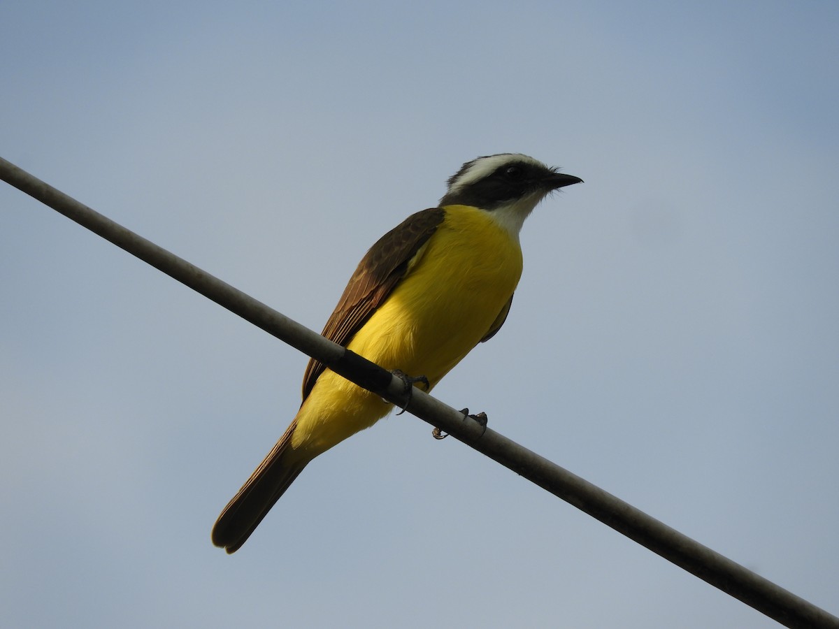 Social Flycatcher - Gerardo de Jasús Cartas Heredia