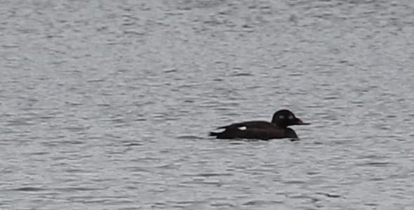 Macreuse à ailes blanches - ML408423971