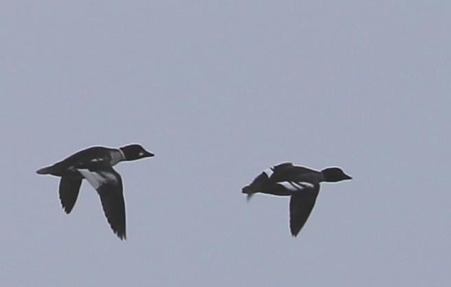 Common Goldeneye - ML408424111