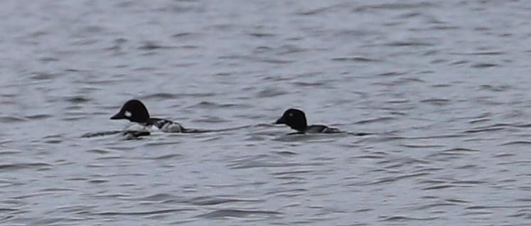 Common Goldeneye - ML408424121