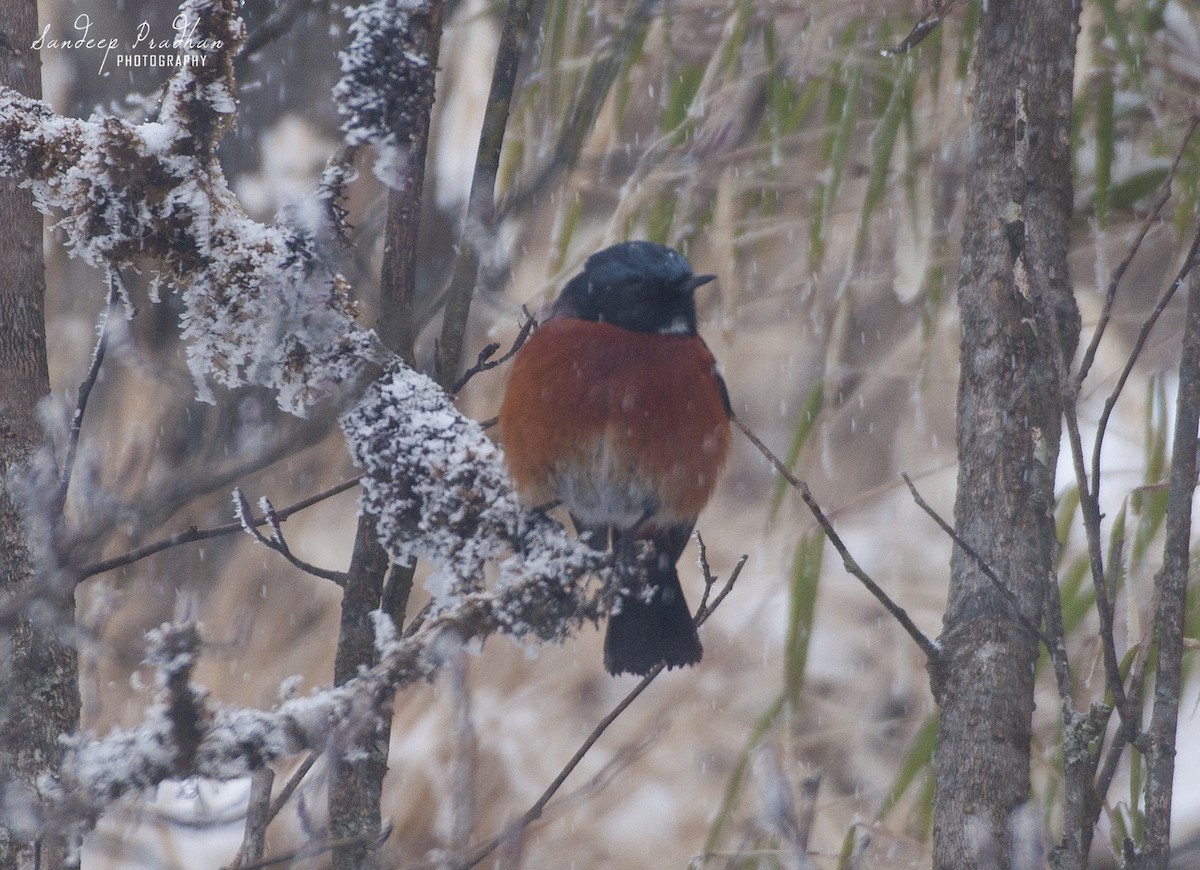 White-throated Redstart - ML408424621