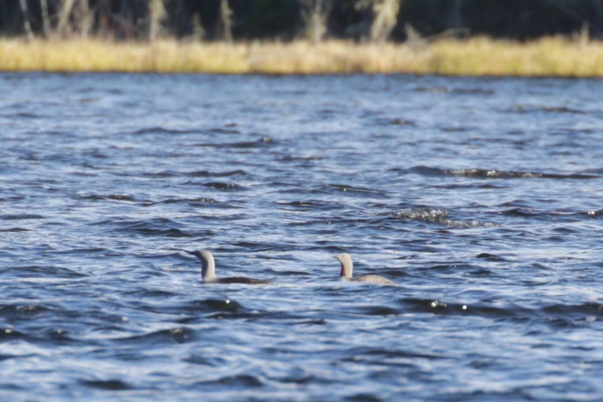 Red-throated Loon - ML408425351
