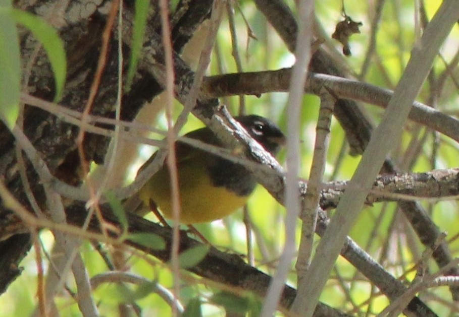 MacGillivray's Warbler - ML408425591