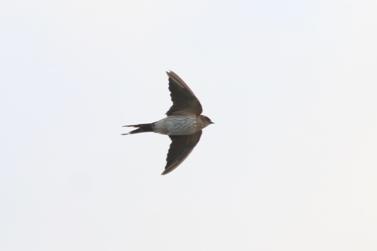 Eastern Red-rumped Swallow (Daurian) - ML408425701