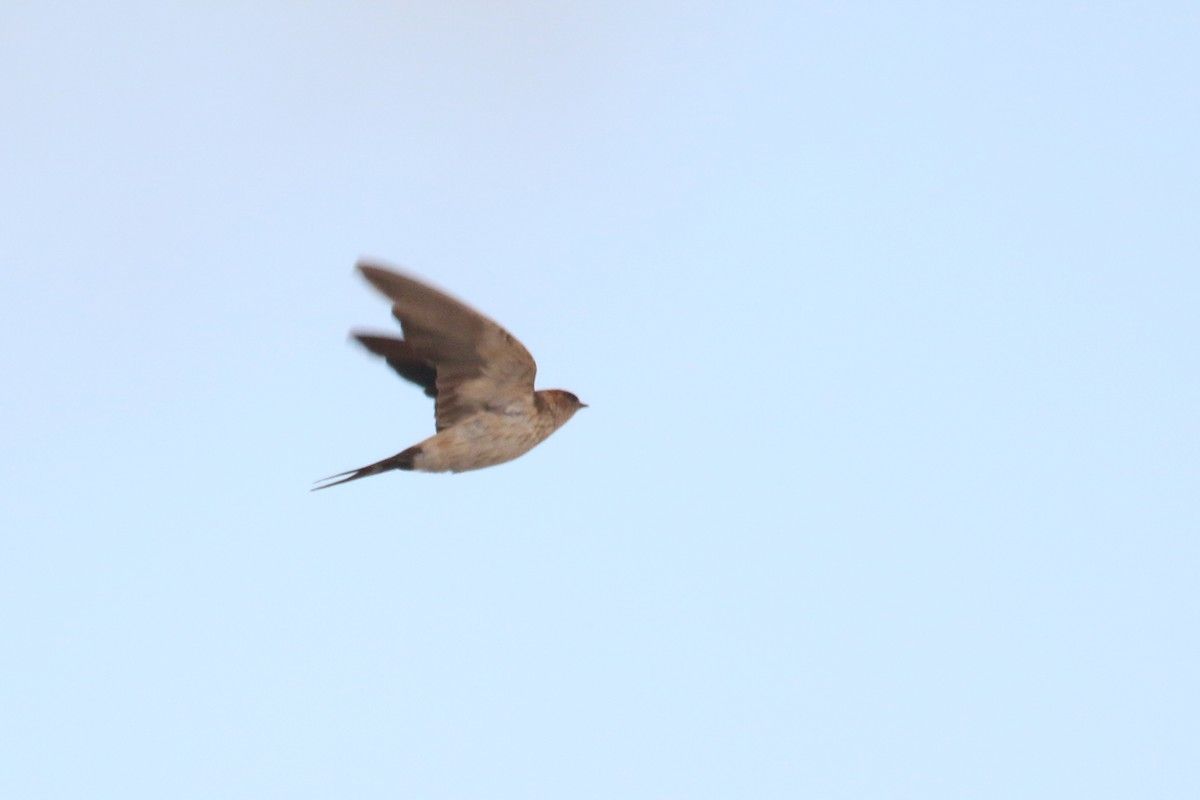 Eastern Red-rumped Swallow (Daurian) - ML408425711