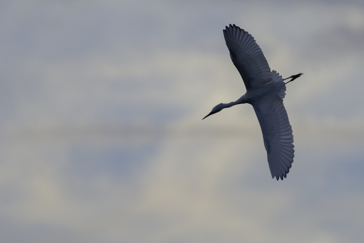 Little Blue Heron - ML408425871