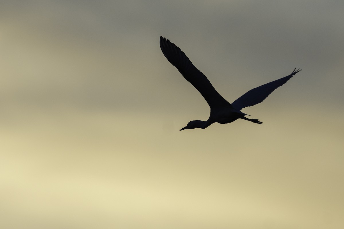 Little Blue Heron - ML408425881