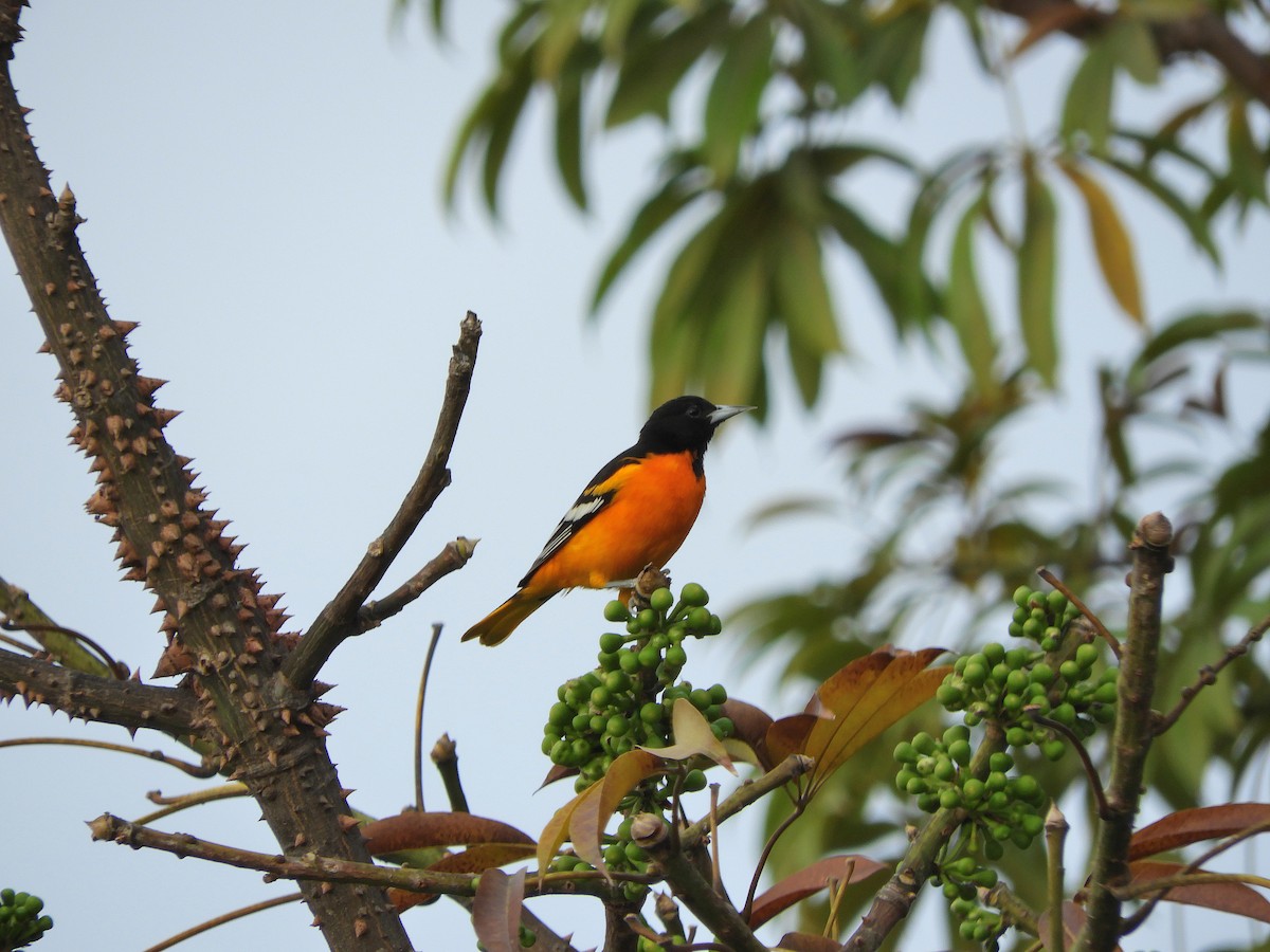 Oriole de Baltimore - ML408427041