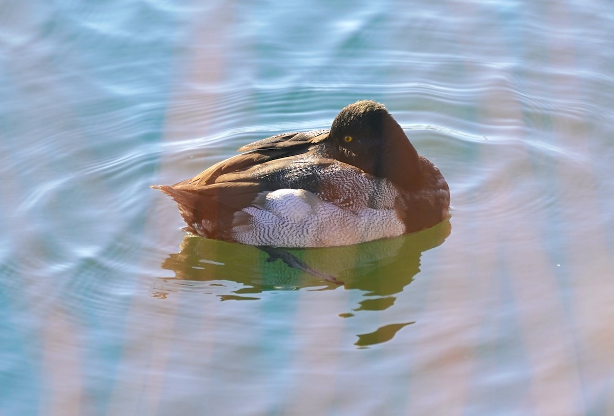 Lesser Scaup - Ryan Serio