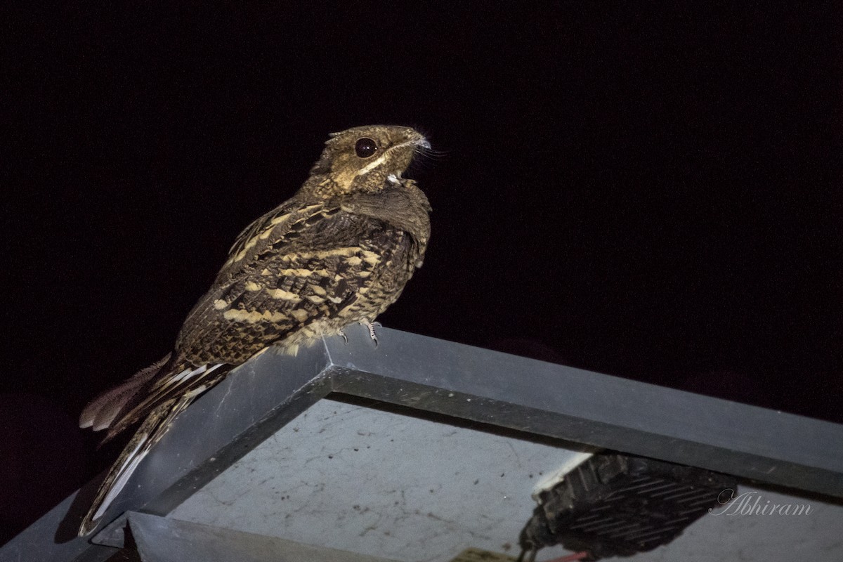 Large-tailed Nightjar - Abhiram Sankar