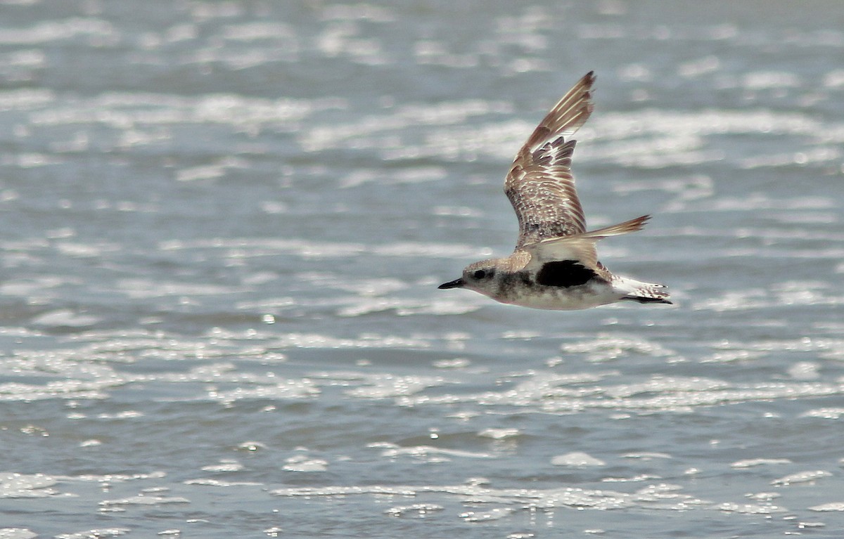 Black-bellied Plover/golden-plover sp. - David Beadle