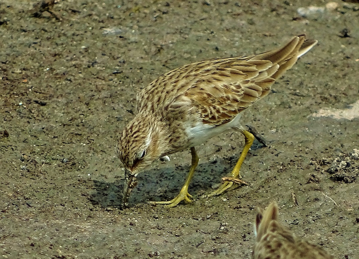Least Sandpiper - ML40842951