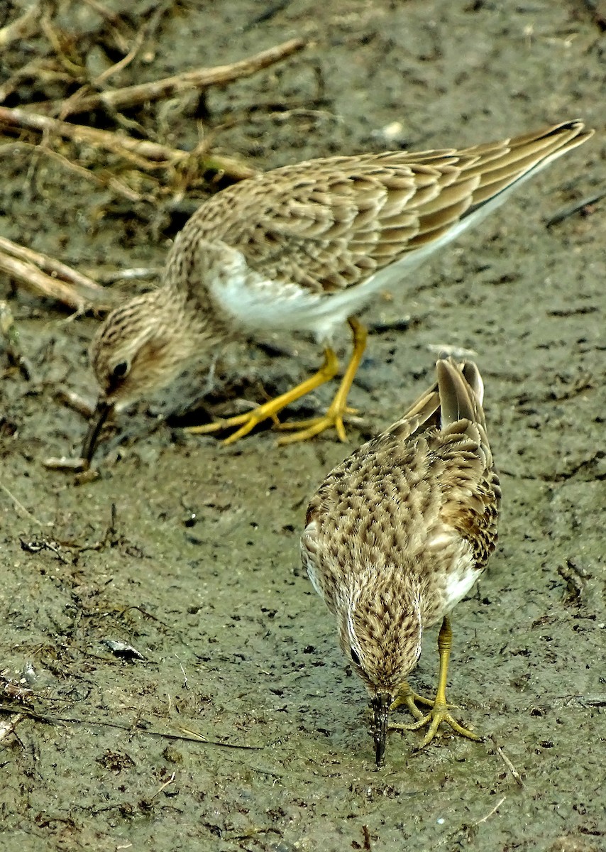 Least Sandpiper - ML40843051