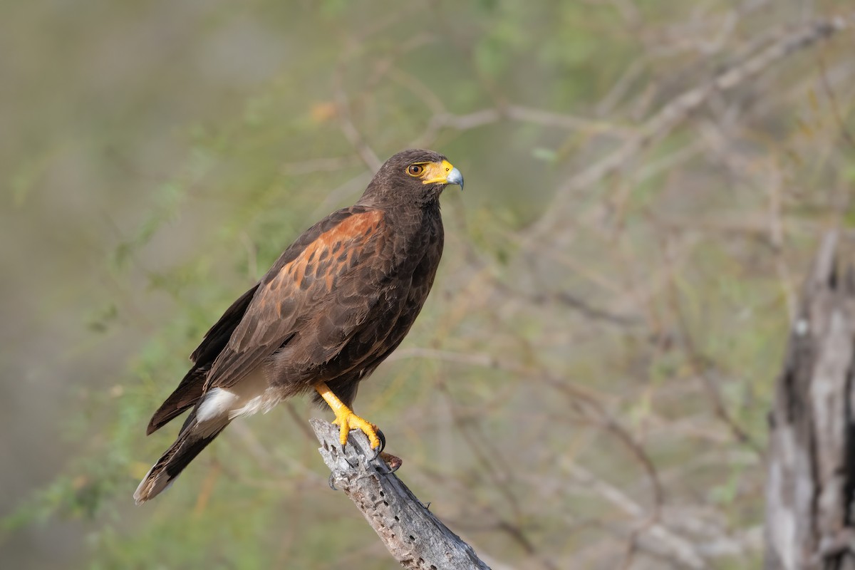 Harris's Hawk - Adam Jackson