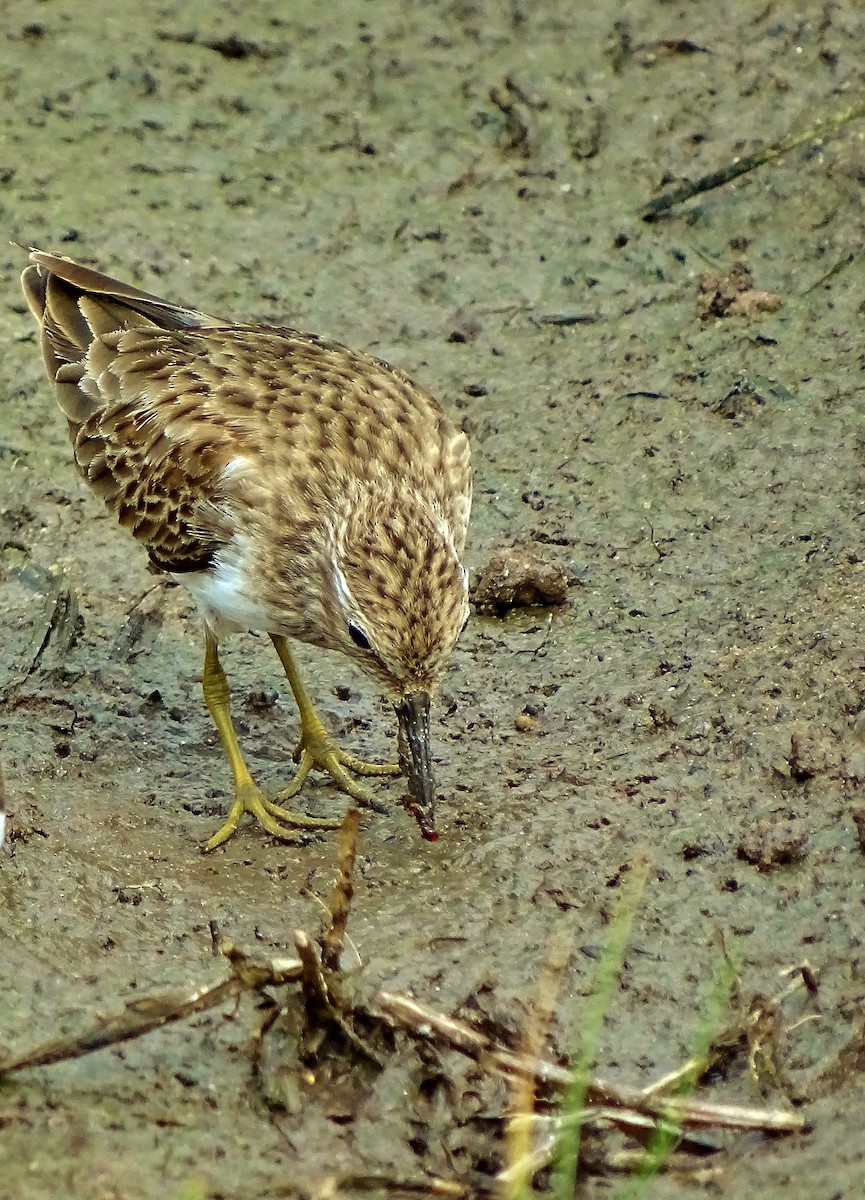 Least Sandpiper - ML40843081