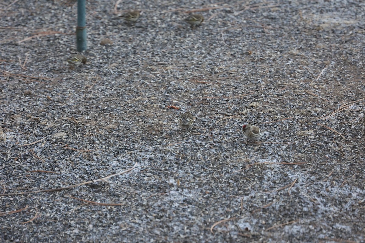 Common Redpoll - David Cunningham