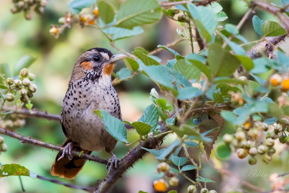 Rufous-chinned Laughingthrush - ML408431191