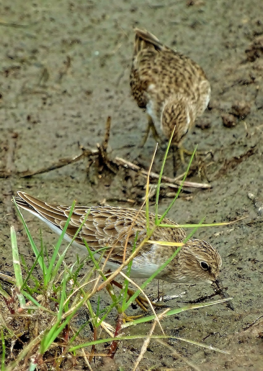 Least Sandpiper - ML40843131