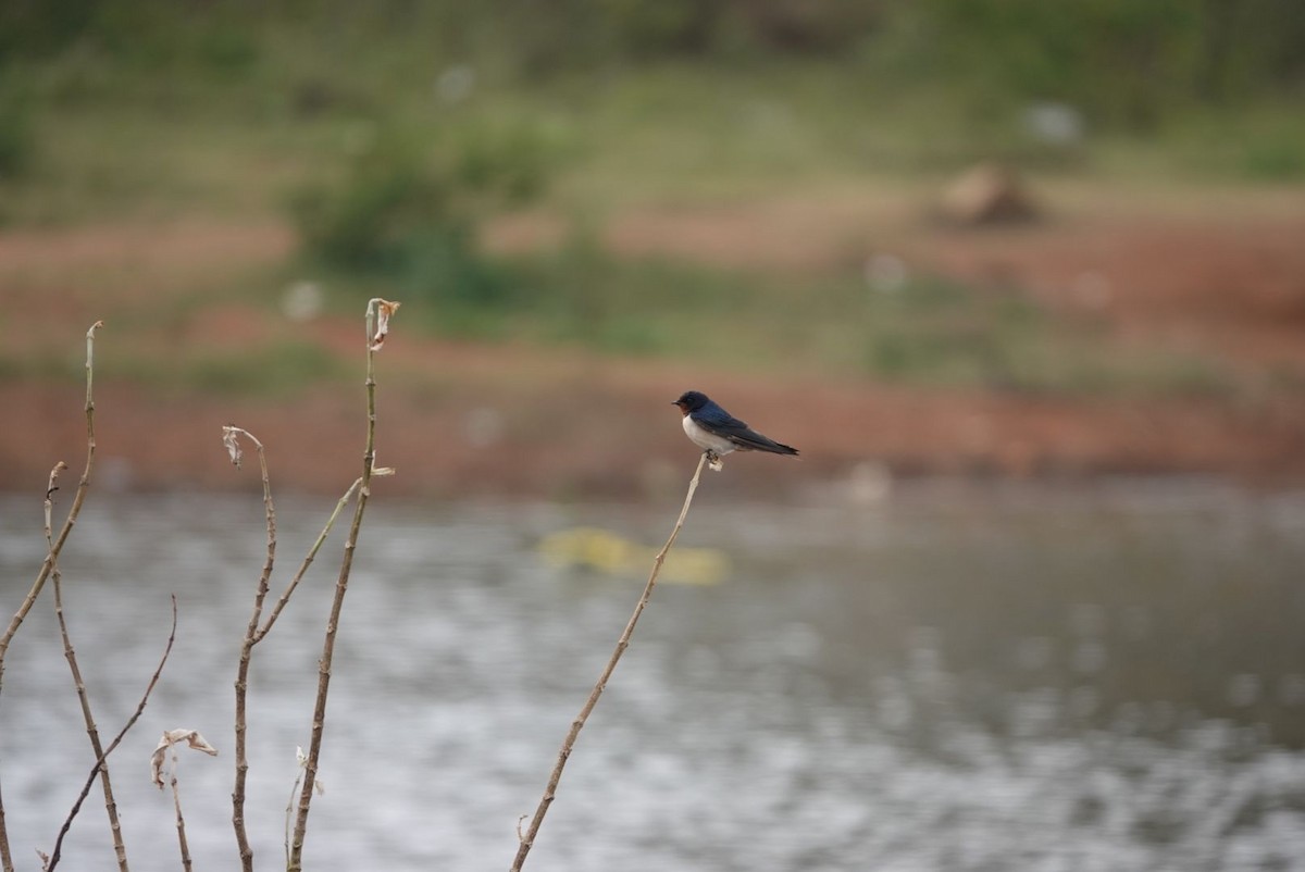 Barn Swallow - ML408431491