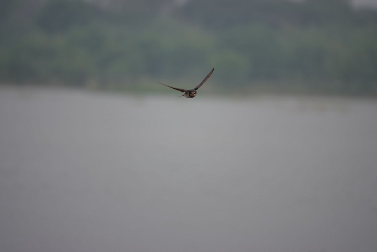 Golondrina Común - ML408431671