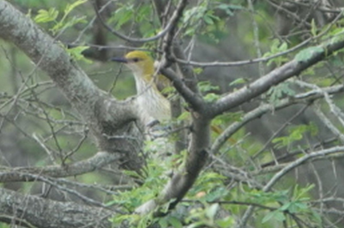 Indian Golden Oriole - ML408434781
