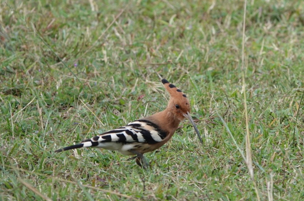 Eurasian Hoopoe - ML408434821