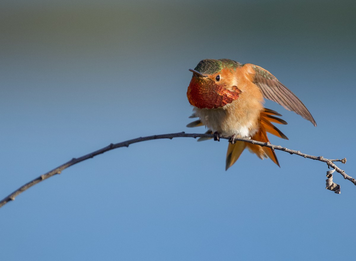 Allen's Hummingbird - ML408436051