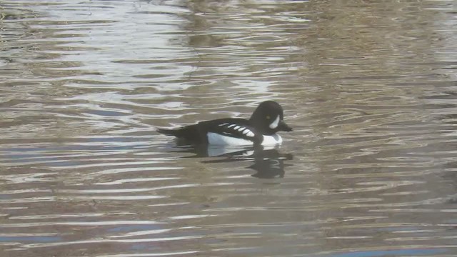 Barrow's Goldeneye - ML408436061