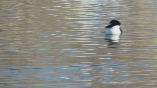 Barrow's Goldeneye - ML408436141