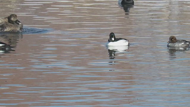 Common Goldeneye - ML408436721