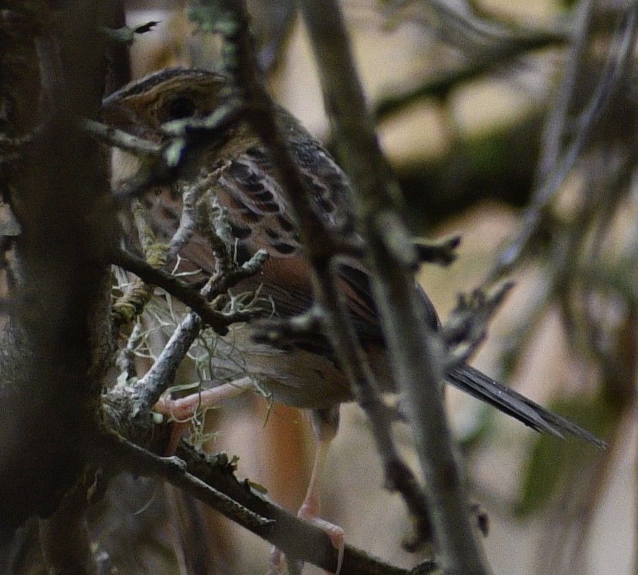 Henslow's Sparrow - ML408436991