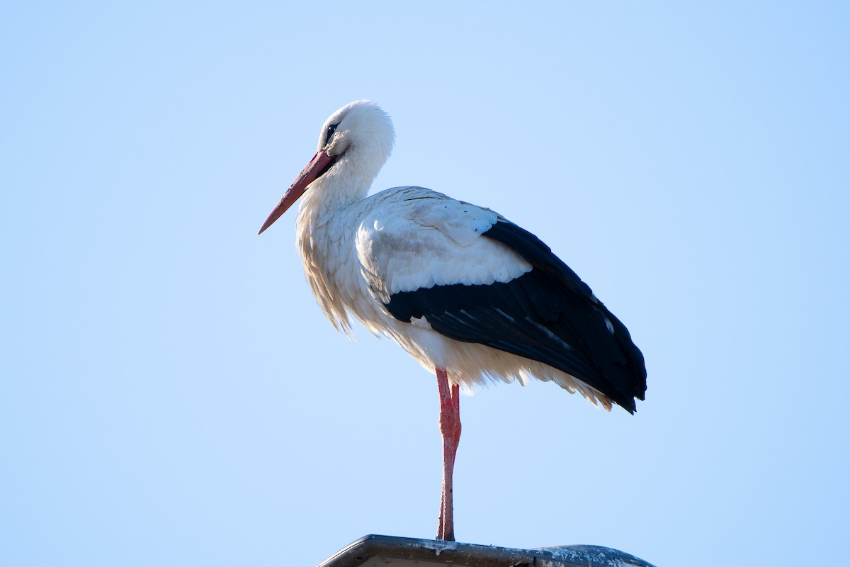 White Stork - Kike Junco