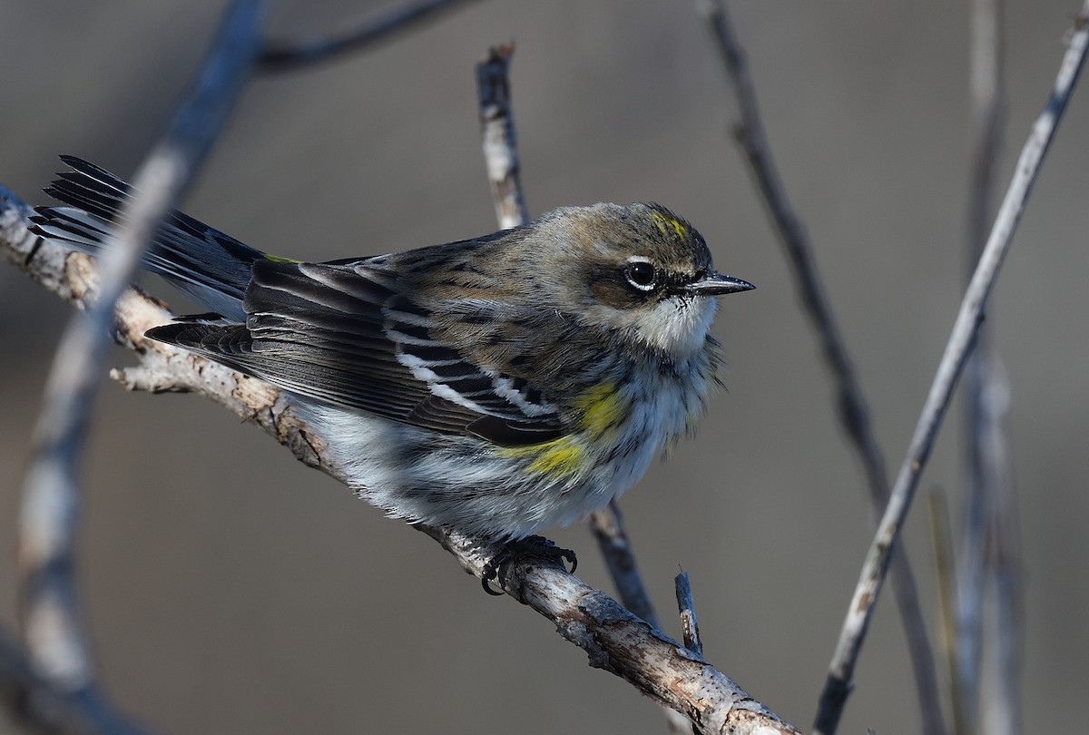 Yellow-rumped Warbler - ML408438671