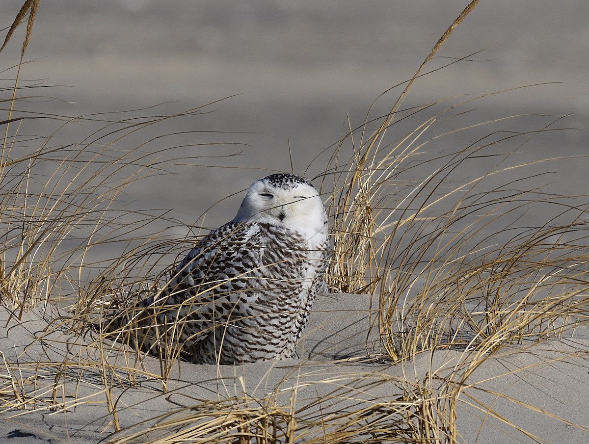 Snowy Owl - ML408438791