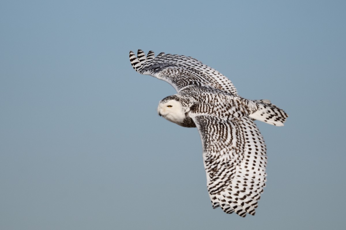 Snowy Owl - ML408438801