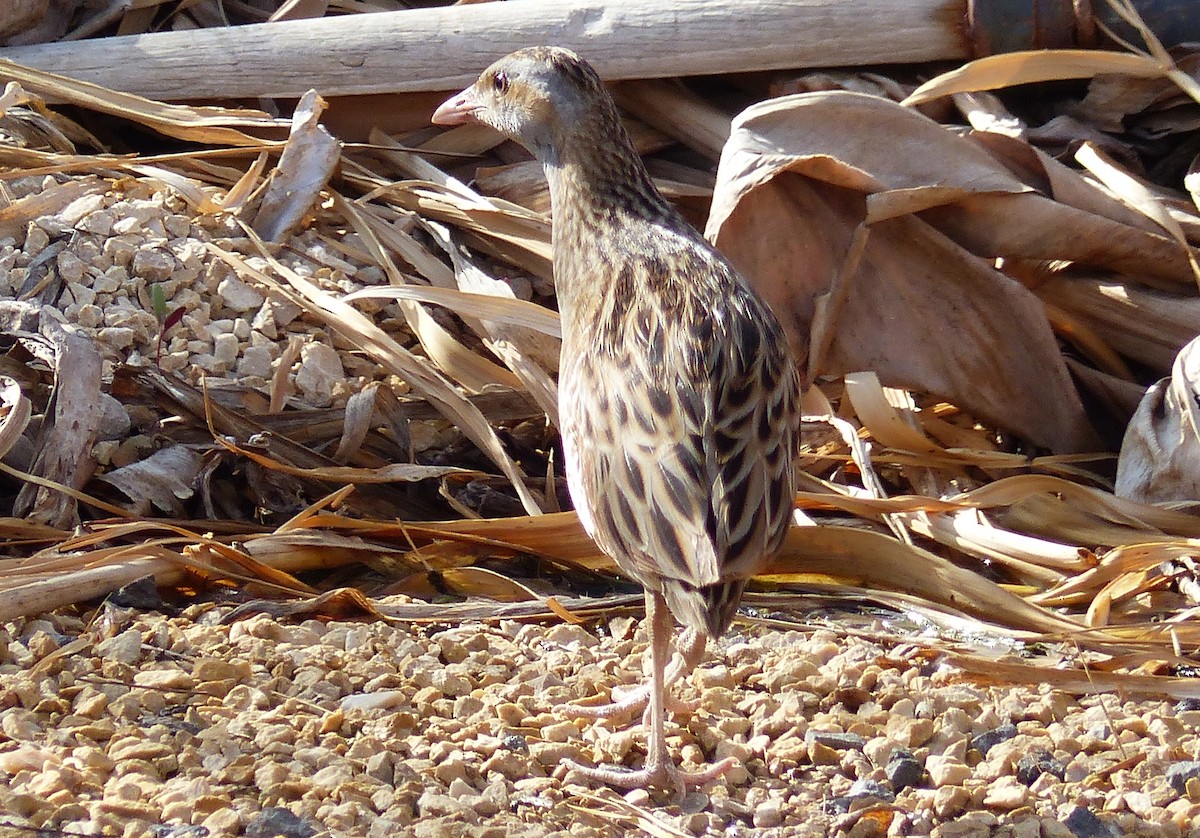 Corn Crake - ML408440181