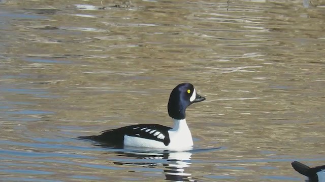 Barrow's Goldeneye - ML408440731