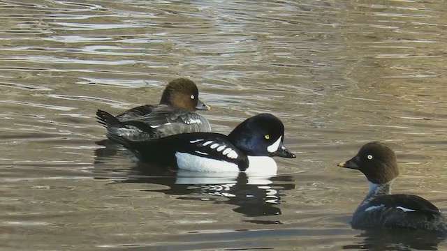 Barrow's Goldeneye - ML408440781