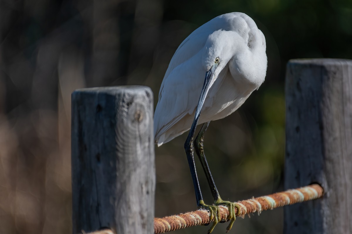 Little Egret - ML408440861