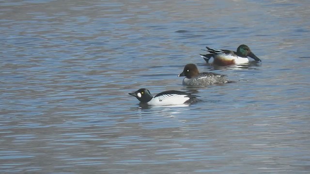 Common Goldeneye - ML408442021