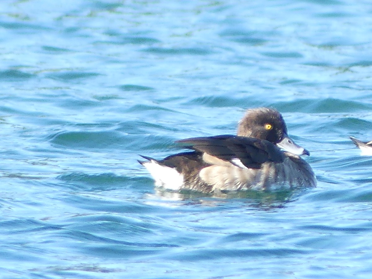 Tufted Duck - ML408442831