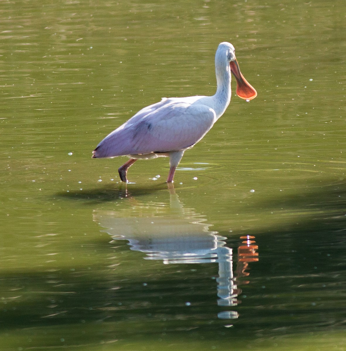 Roseate Spoonbill - ML408443121