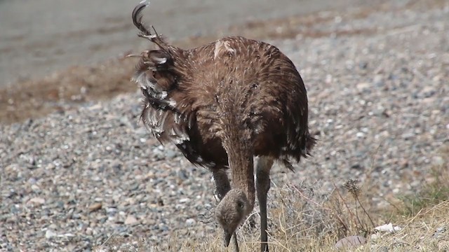 Lesser Rhea - ML408445891