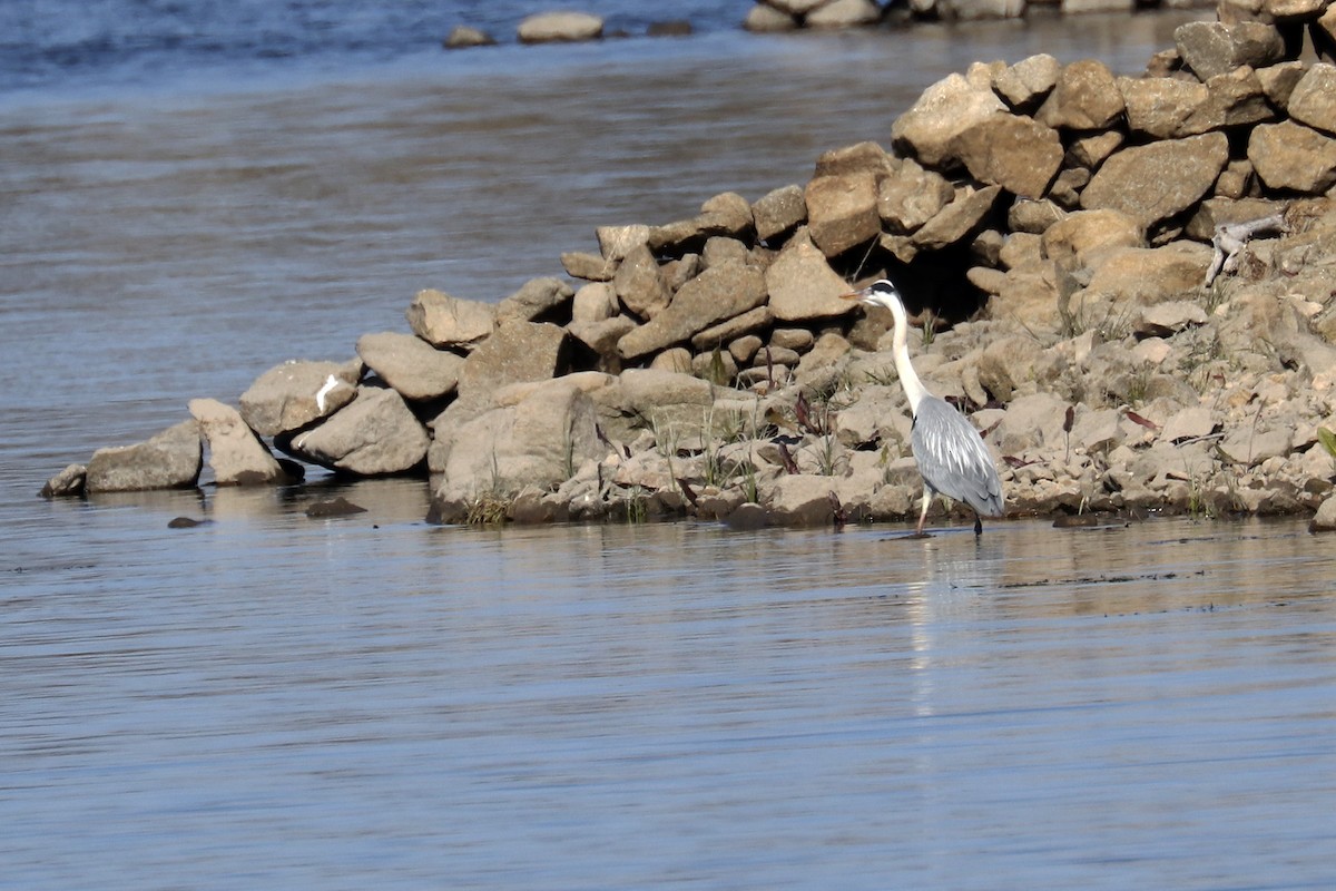 Gray Heron - ML408446311