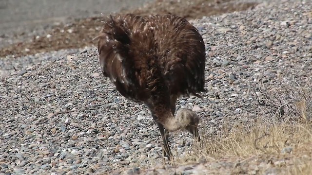 Lesser Rhea - ML408447791