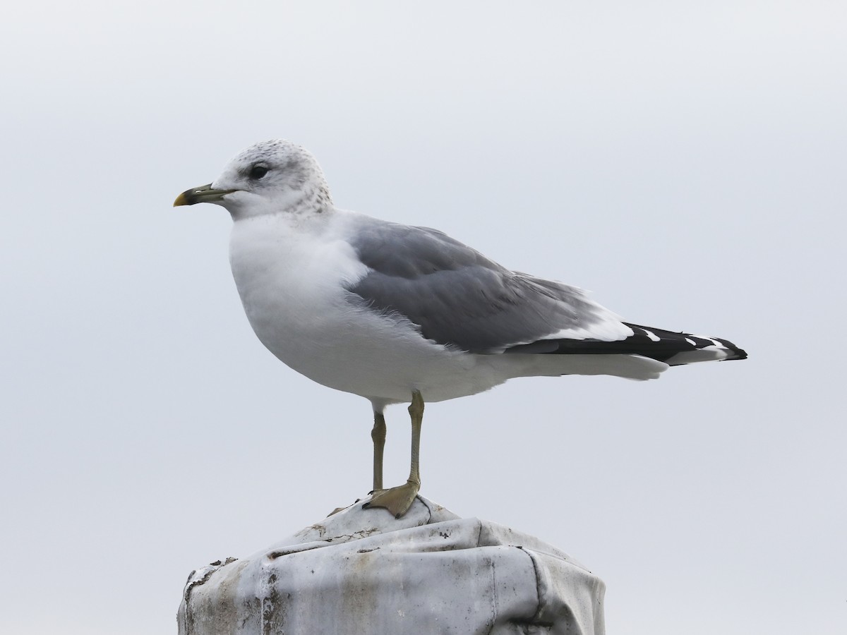 Common Gull - ML408448171