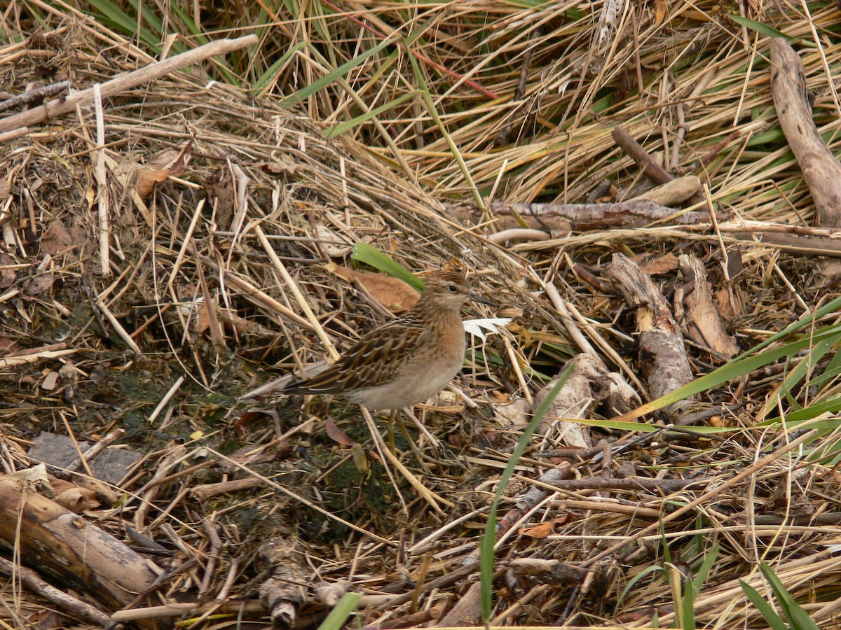 Sharp-tailed Sandpiper - ML408448201